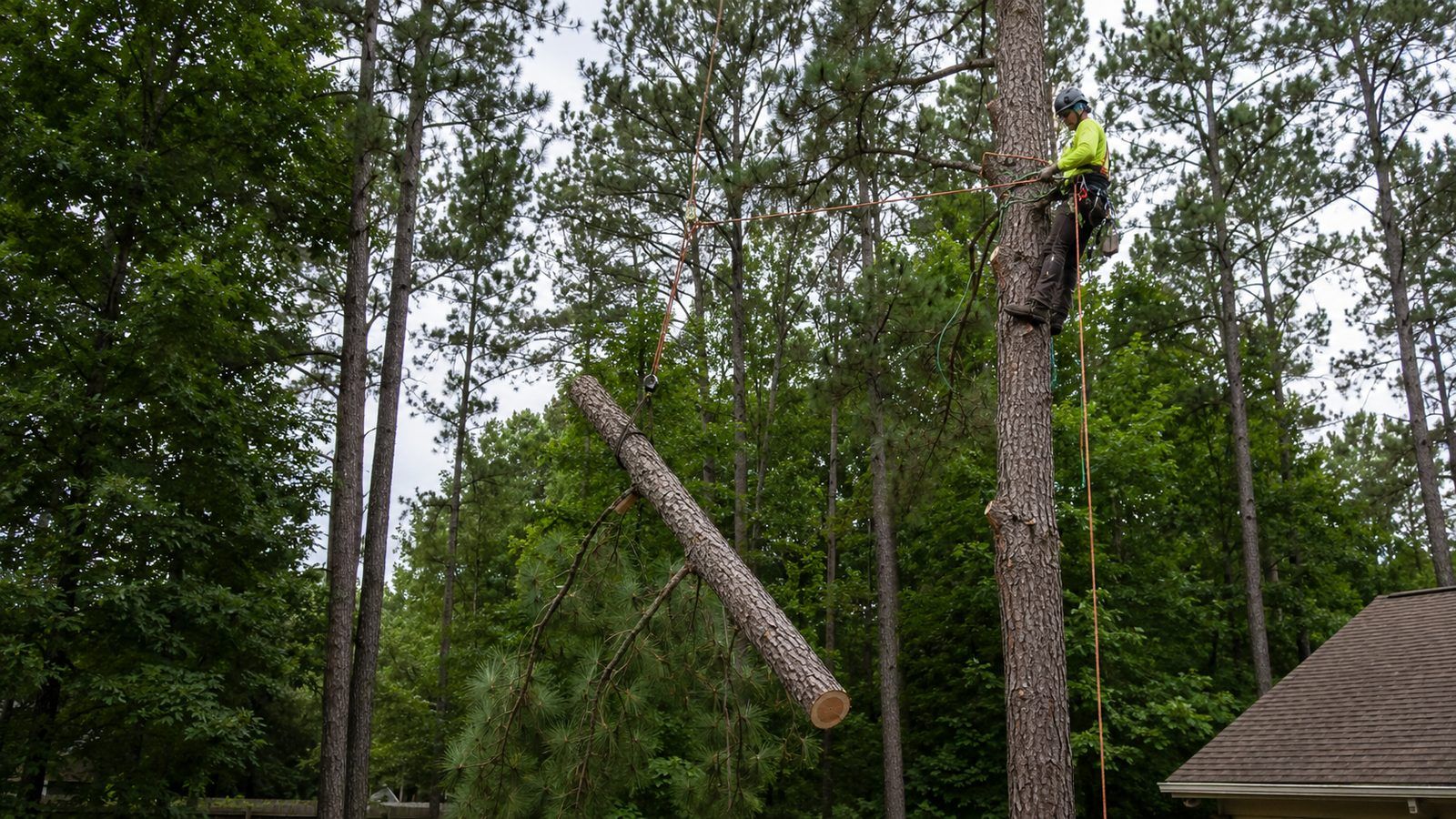 Tree Removal in Canton, MS — professional tree crew at work